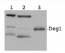 Deg1 | chloroplastic DegP-type serine protease 1